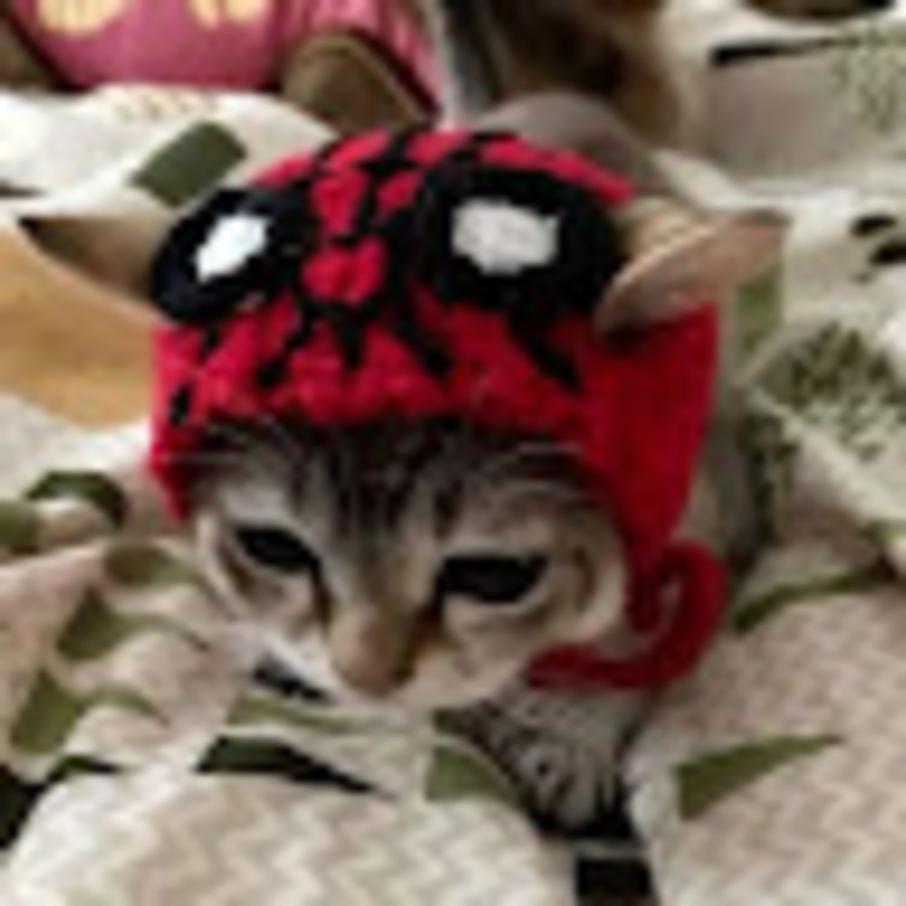 Meet your Posher, Taymani